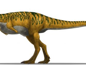 Abelisaurus