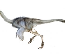 Ajancingenia