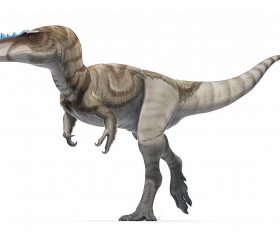 Alioramus