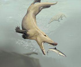 Ambulocetus