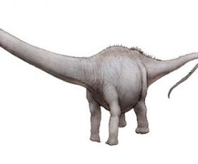 Amphicoelias