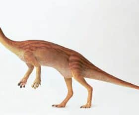 Anchisaurus