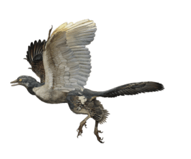 Archaeopteryx