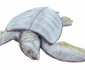 Archelon