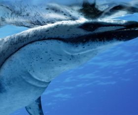 Basilosaurus