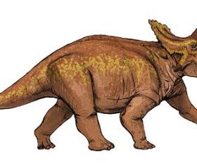 Anchiceratops