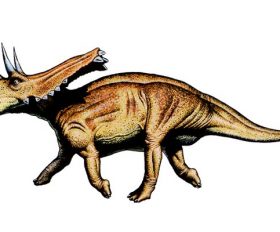 Chasmosaurus