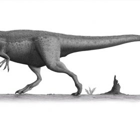 Daspletosaurus
