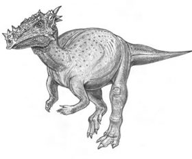 Dracorex