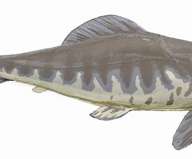 Dunkleosteus