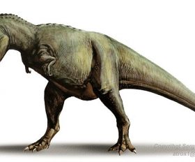 Gorgosaurus