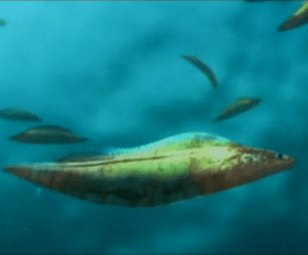 Haikouichthys