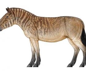 Hipparion