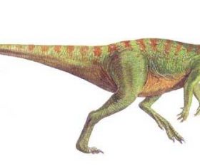 Hypsilophodon