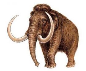 Mammouth