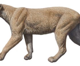 Machairodus