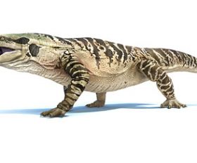 Megalania