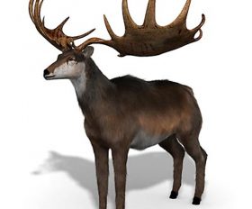 Megaloceros
