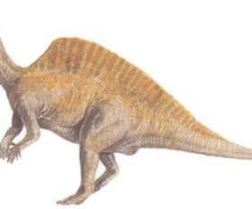 Ouranosaurus