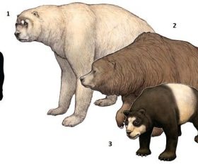 Arctodus