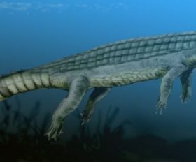 Pachycheilosuchus