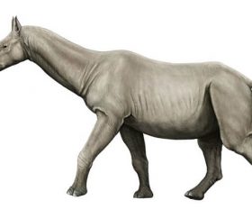 Paraceratherium