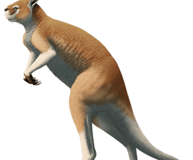 Procoptodon