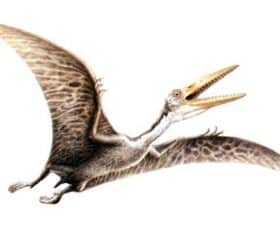 Ptérodactyle