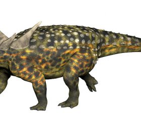 Sauropelta