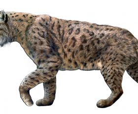 Smilodon
