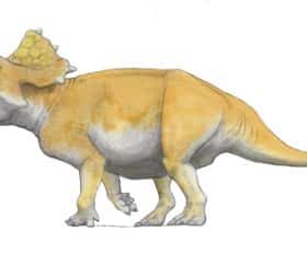 Turanoceratops