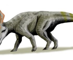 Zuniceratops
