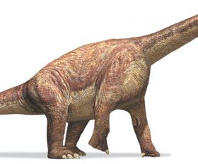 Camarasaurus