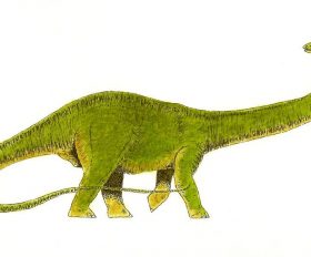 Diplodocus