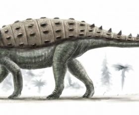 Acanthopolis