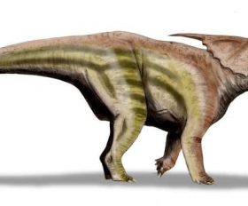 Achelousaurus