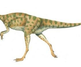 Alocodon