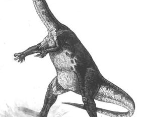 Ammosaurus