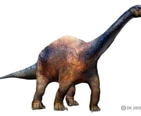 Amygdalodon