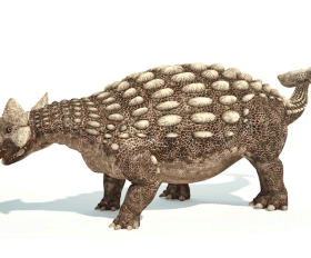 Anodontosaurus