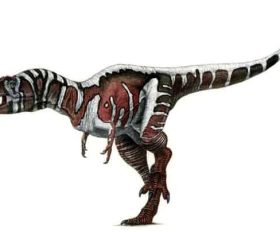 Nanotyrannus