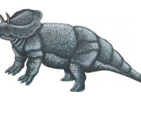 Ceratops