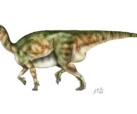 Muttaburrasaurus