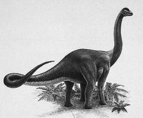 Austrosaurus