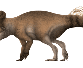Bagaceratops