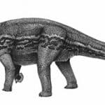 Bellusaurus