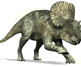 Brachyceratops