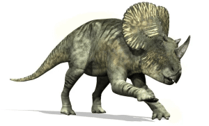 Brachyceratops - dinosauress