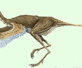 Calamospondylus