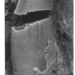 Avalonianus
